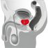 You2Toys - Eturauhasen hierontalaite - pyörivä prostata-vibraattori (musta)