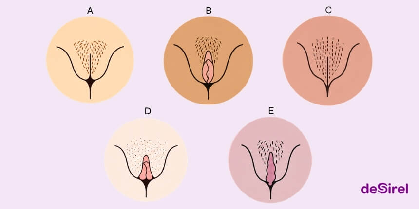 Naisen alapään anatomian tyypit ja luonnollisen vulvan monimuotoisuusopas | Desirel.fi Seksikauppa