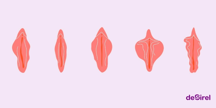 Naisen alapään anatomian tyypit, häpyhuulten muodot ja kehopositiivisuus | Desirel.fi Seksikauppa